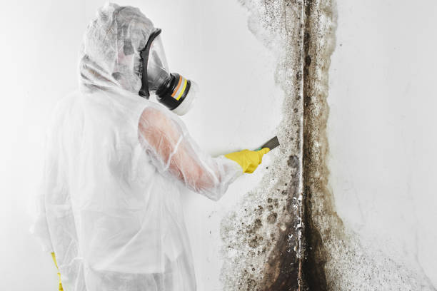 Best Post-Flood Mold Remediation in Apple Valley, UT