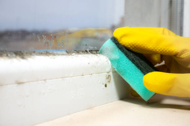 Best Attic Mold Remediation in Apple Valley, UT