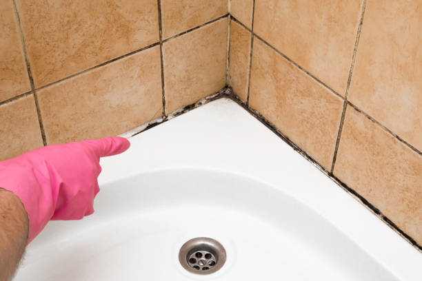 Best Basement Mold Remediation in Apple Valley, UT
